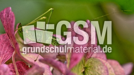 Kurzflügelige Schwertschrecke (7).jpg